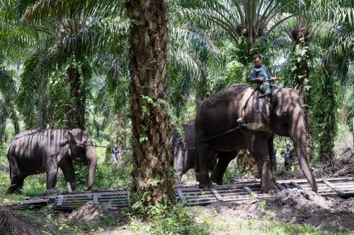 OPERASI PINDAH GAJAH