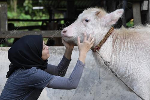 TR07_21012019_GADIS_KERBAU_BN201901198658