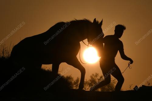 SILHOUETTE HORSE