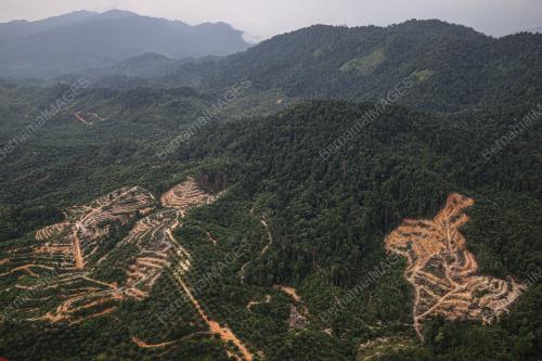 HARI HUTAN ANTARABANGSA