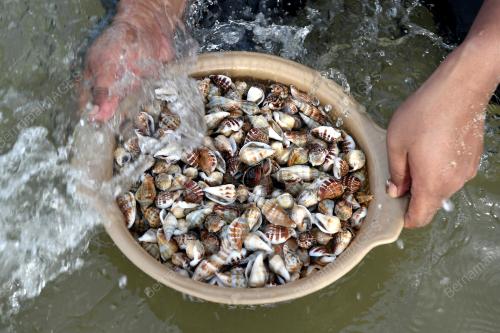 SIPUT LAUT MUSIM TENGKUJUH