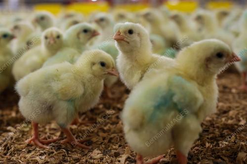 LADANG TERNAKAN AYAM