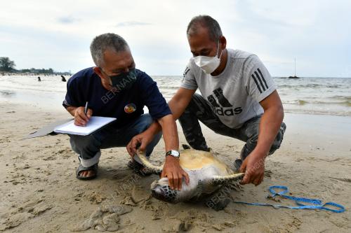 PENYU AGAR DITEMUKAN MATI