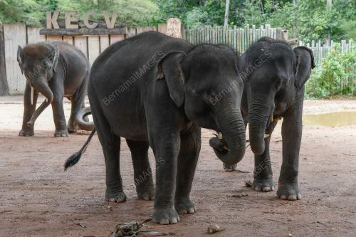 PERKAMPUNGAN KONSERVASI GAJAH KENYIR