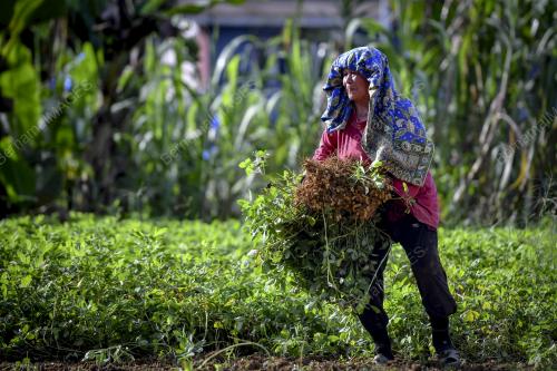 BERKEBUN_KACANG
