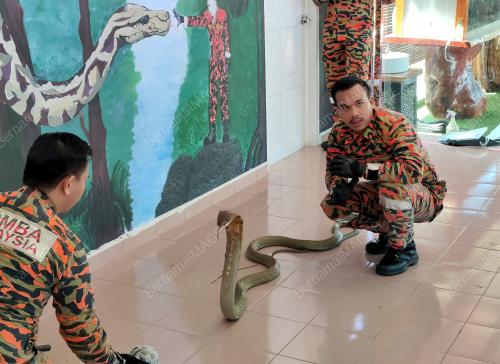 SKUAD KING COBRA
