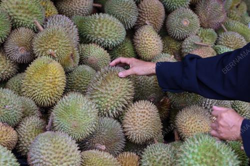 DURIAN FAMA