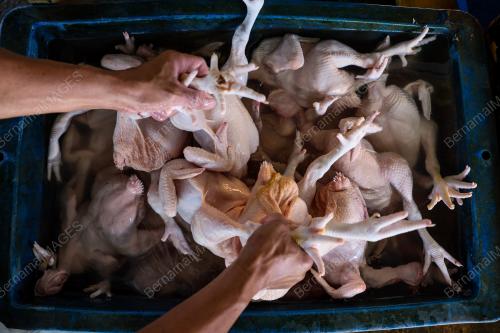 HARGA AYAM