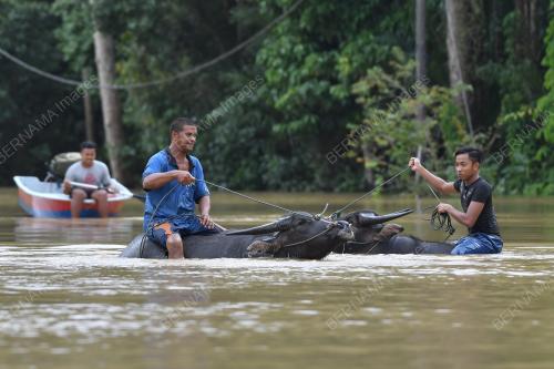 MANDI KERBAU DALAM BANJIR