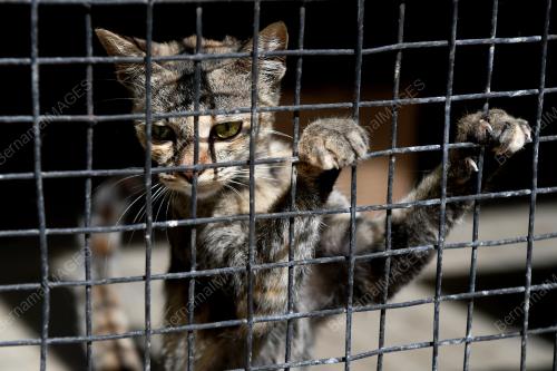 TAMAN KUCING DUNGUN