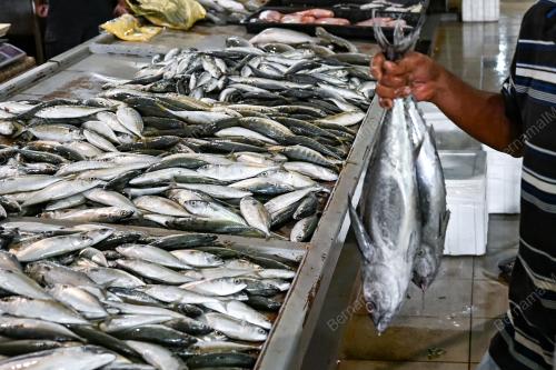 TINJAUAN PENIAGA IKAN