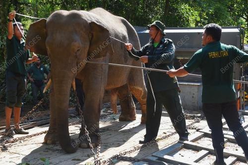 TR08_03102019_GAJAH_BN201910033094