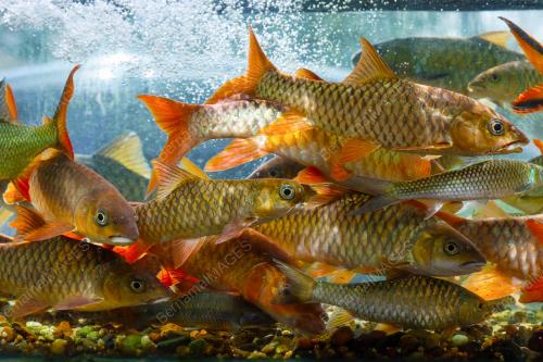 HOBI BELA IKAN JANA PENDAPATAN