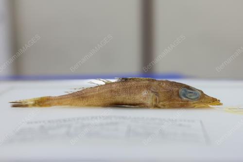 ROGADIUS AZIZAHAE