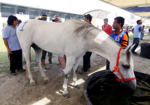 KEJOHANAN KUDA LASAK WEC 2008