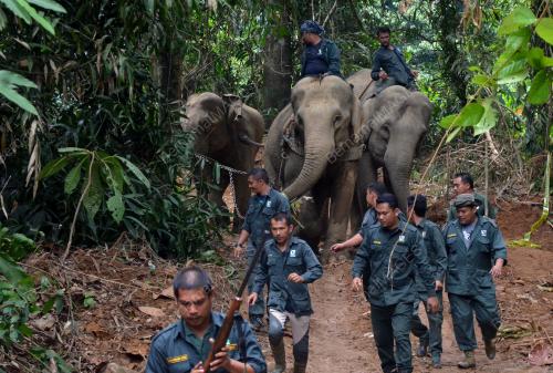 TR08_07082018_PINDAH_GAJAH