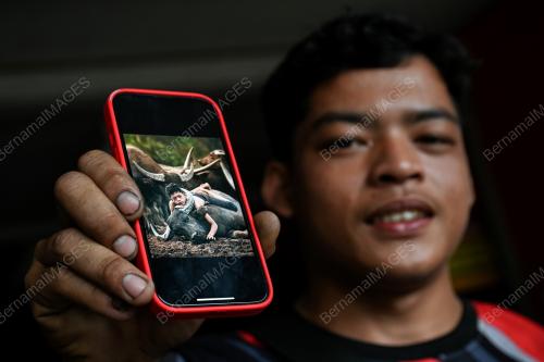 BUDAK KERBAU
