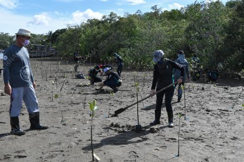 PETRONAS_POKOK BAKAU