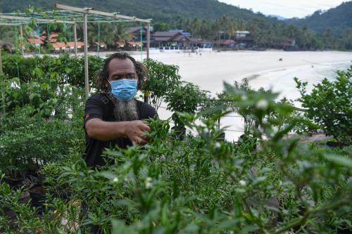 PENGUSAHA PELANCONGAN TANAM SAYUR