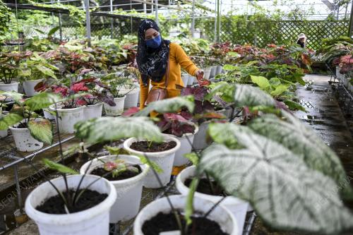 POKOK KELADI