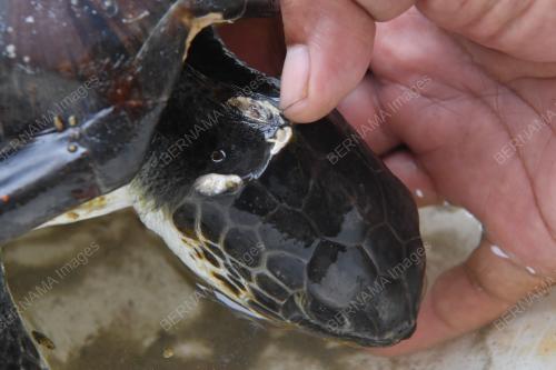 PENYU AGAR BETINA TERDAMPAR DI PANTAI