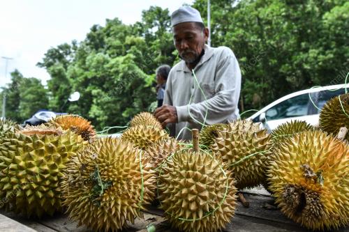 RAJA BUAH TERENGGANU