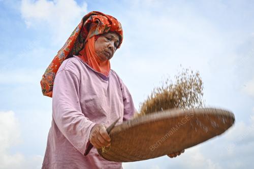 PROSES MENAMPI PADI