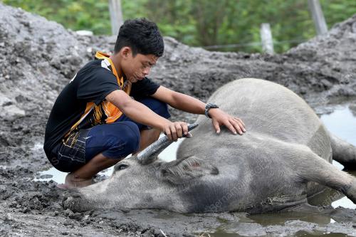 36 KERBAU 'MOWGLI MALAYSIA' MATI