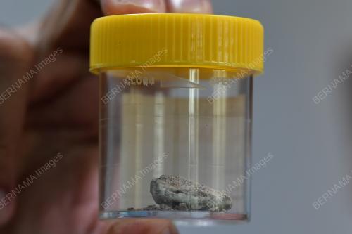 MUNTAH IKAN PAUS