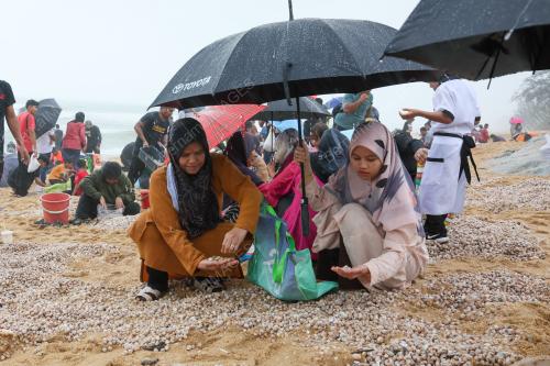 KERANG TERDAMPAR DI PANTAI