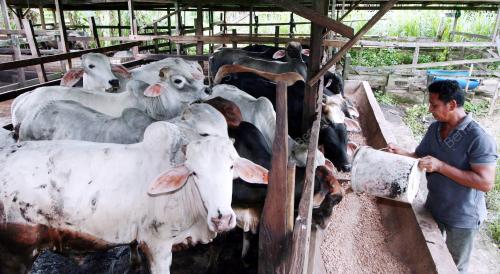 LEMBU KORBAN