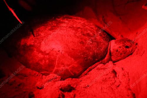 WORLD SEA TURTLE DAY 2025