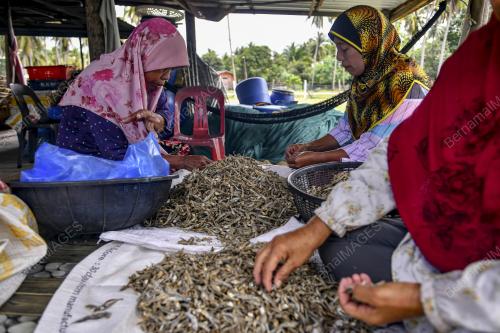 IKAN BILIS