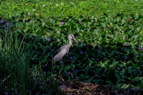 ASIAN OPENBILL