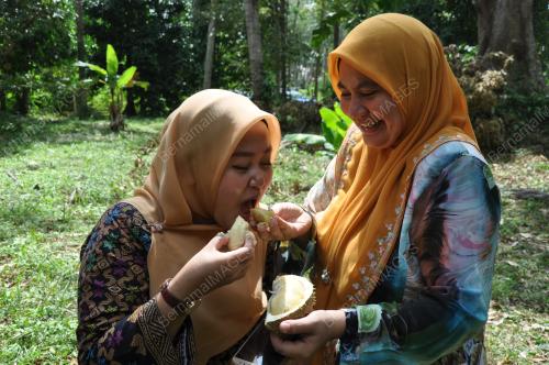 TR08_17072019_DURIAN_KAMPUNG
