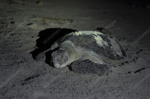 TR08_17082021_PENYU_TERENGGANU