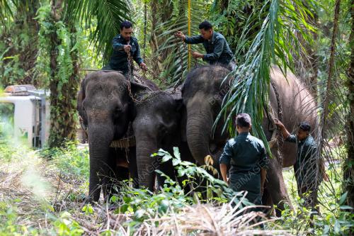 OPERASI PINDAH GAJAH