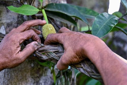 ANYAMAN SARUNG CEMPEDAK