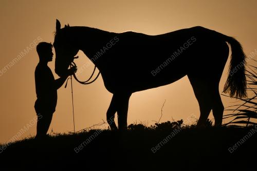 SILHOUETTE HORSE
