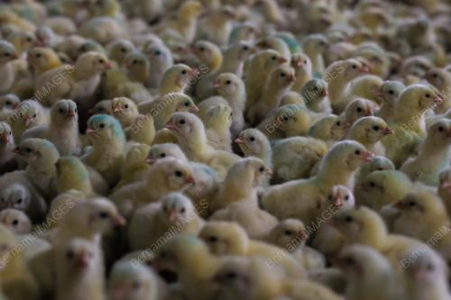 LADANG TERNAKAN AYAM
