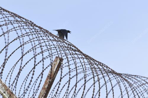 TERBANG BEBAS SEPERTI BURUNG