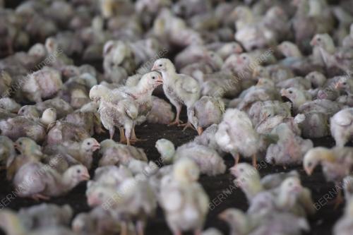 TINJAUAN PENTERNAK AYAM DAGING