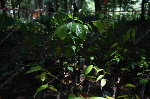 SHOREA KUANTANENSIS