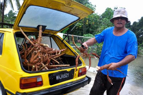 UBI KAYU MUSIM TENGKUJUH