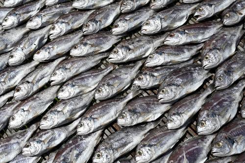 IKAN BEKOK