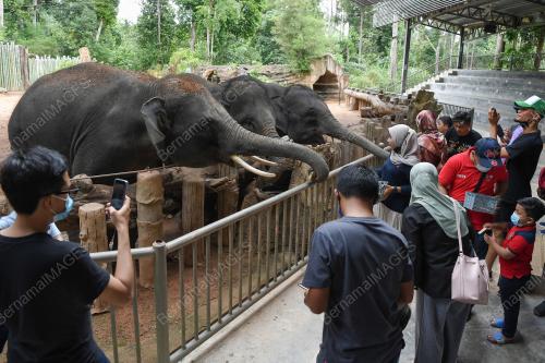 PERKAMPUNGAN KONSERVASI GAJAH KENYIR