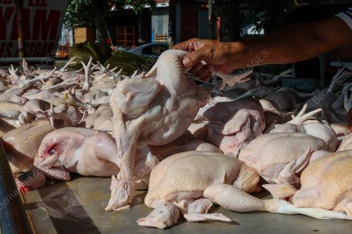 HARGA AYAM
