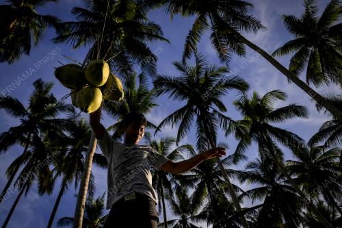 PEMETIK KELAPA