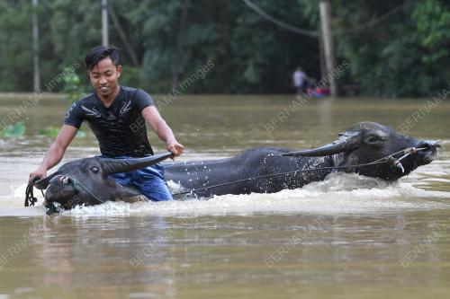 MANDI KERBAU DALAM BANJIR