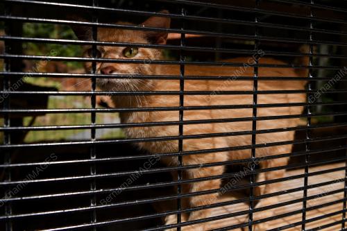 TAMAN KUCING DUNGUN